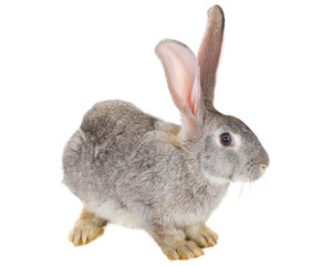 close-up gray rabbit