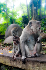 Monkey family with one adults and one baby