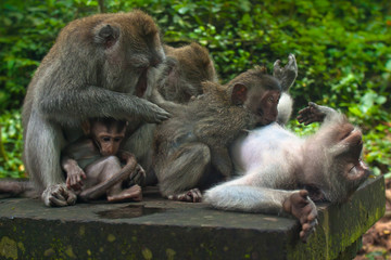 Monkey family with four adults and one baby interacting