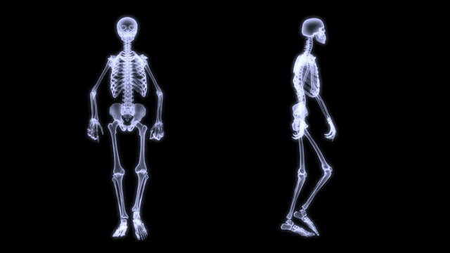 Slow motion radiography of a human skelegon walking