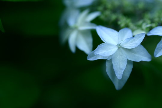 Fototapeta 紫陽花