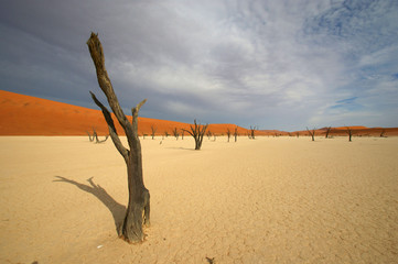 Dead Vlei 17