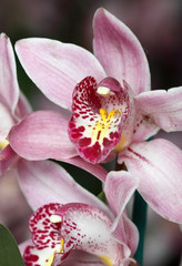 Obraz na płótnie Canvas kwiat orchidei