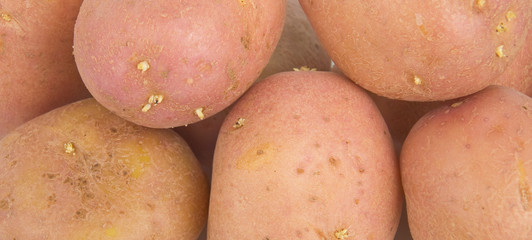 potatoes isolated in white background