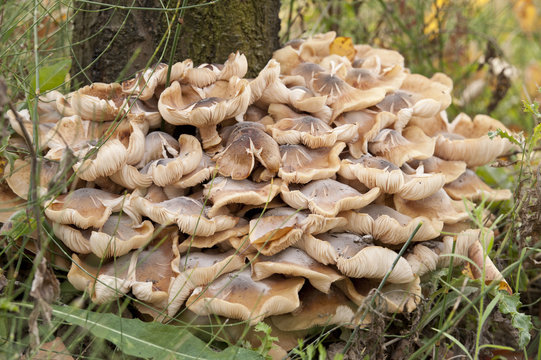 Champignons