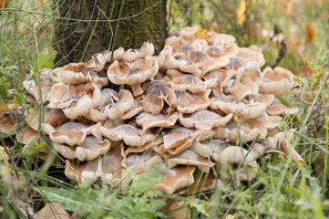Fototapeta premium Champignons