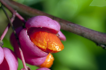 Gewöhnliche Spindelstrauch - Euonymus europaeus