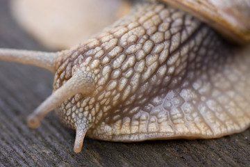 snail