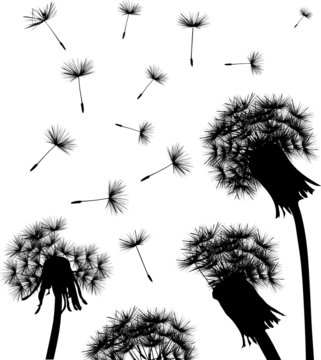 Fototapeta dandelion field silhouette