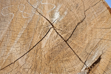 Fototapeta premium legno