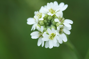 White flower's inflorescence