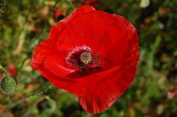 coquelicot