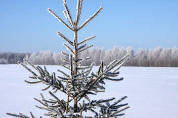 Winter landscape. Fir tree