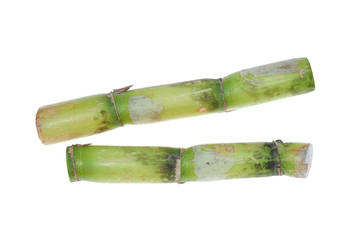 Closeup of Two Stumps Of Sugarcane on White Background