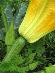 courgette