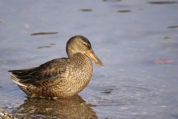 canard souchet