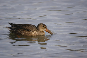 canard souchet
