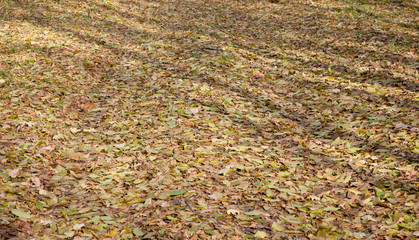 Ground road and dry leaves lying