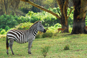 Fototapeta na wymiar Zebra in the forest