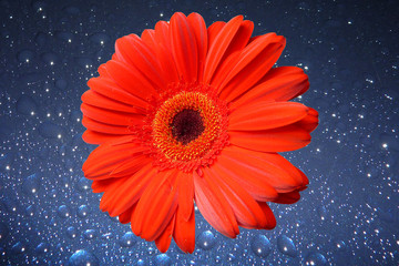 Gerbera