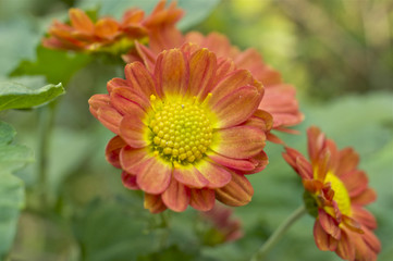 オレンジ色の菊の花