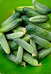 fresh cucumbers