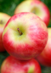 Close-up of Fresh Pink lady apples