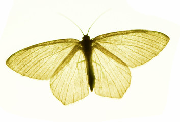 Live moth silhouetted against light
