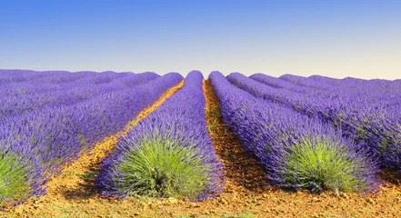 Tuinposter Lavendelteelt © lamax