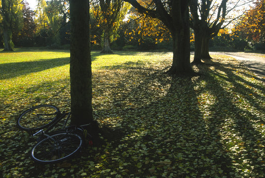 Abandoned Bike in Park With Trees and Long Shadows