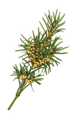 Yew Leaf Sprig