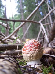 Red mushroom