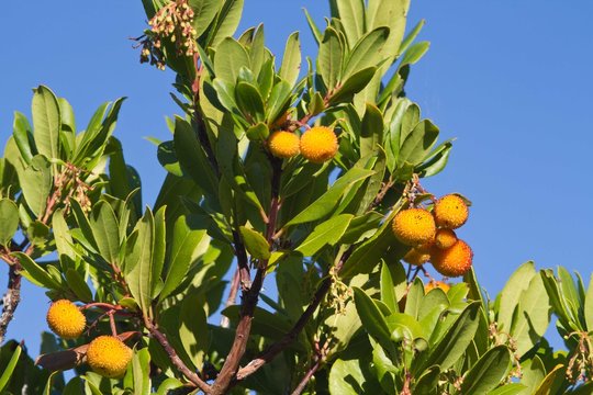 arbousier du maquis corse