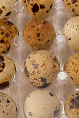 Quail eggs