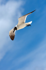 Fototapeta premium Caribbean Seagull Flying