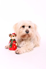 Terrier Junghund liegend mit Elch Nicolaus