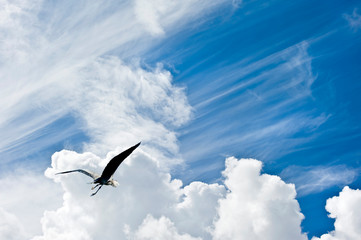 Bird in flight against stunning blue sky with clouds freedom con