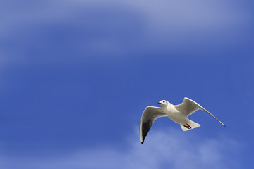 White dove blue sky