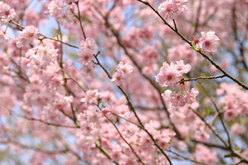 関山桜