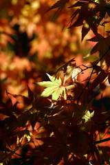 陽射しに輝くカエデの葉