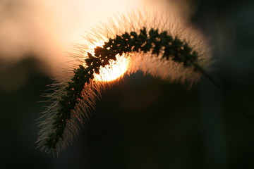 夕陽と狗尾草