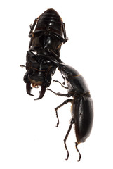 stag beetle fighting