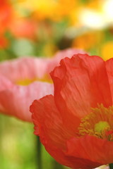 Fototapeta premium アイスランドポピー