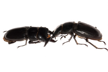 stag beetle fighting