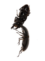 stag beetle fighting