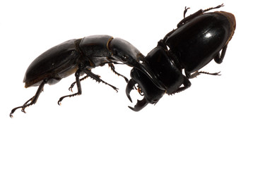 stag beetle fighting