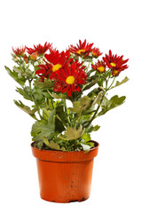 Chrysanthemum Flowers