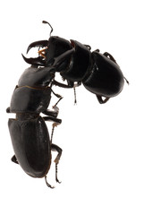 stag beetle fighting