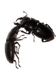 stag beetle fighting