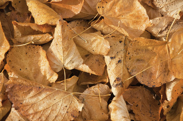 Hojas otoñales